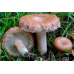 Мицелий Волнушки розовой / Волжанка (Lactarius torminosus)